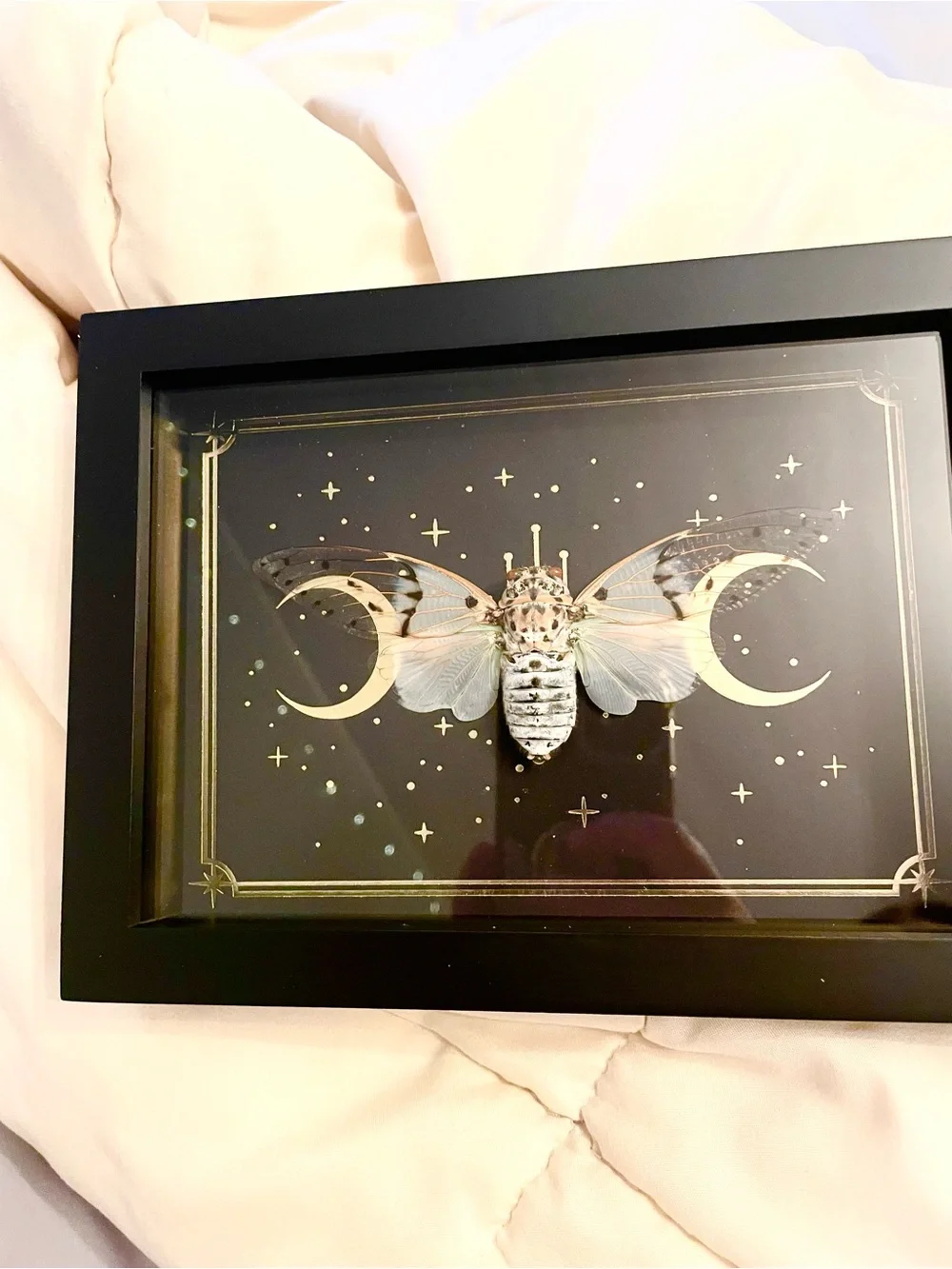 Framed Cicada specimen - Picture 2 of 3
